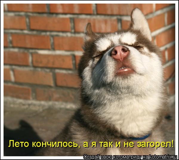 Лето кончилось, а я так и не загорел!... Котоматрица: Лето кончилось, а я так и не загорел!