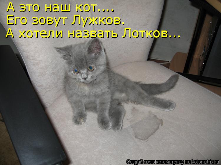 А это наш кот.... Его зовут Лужков. А хотели назвать Лотков...... Котоматрица: А это наш кот.... Его зовут Лужков. А хотели назвать Лотков...