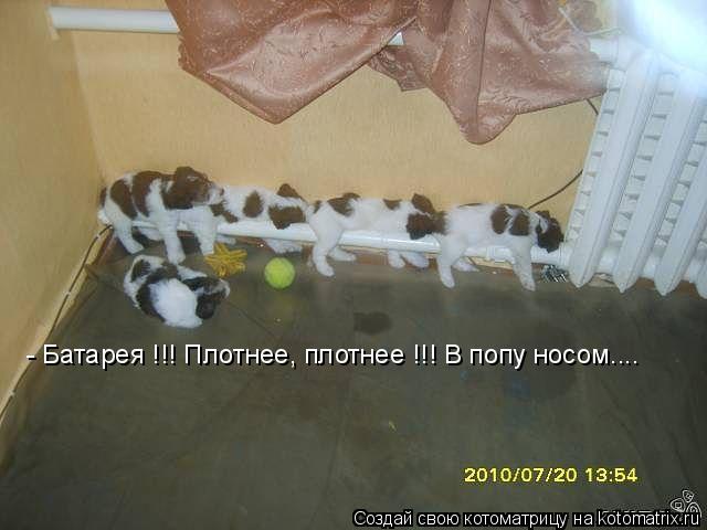 - Батарея !!! Плотнее, плотнее !!! В попу носом....... Котоматрица: - Батарея !!! Плотнее, плотнее !!! В попу носом....
