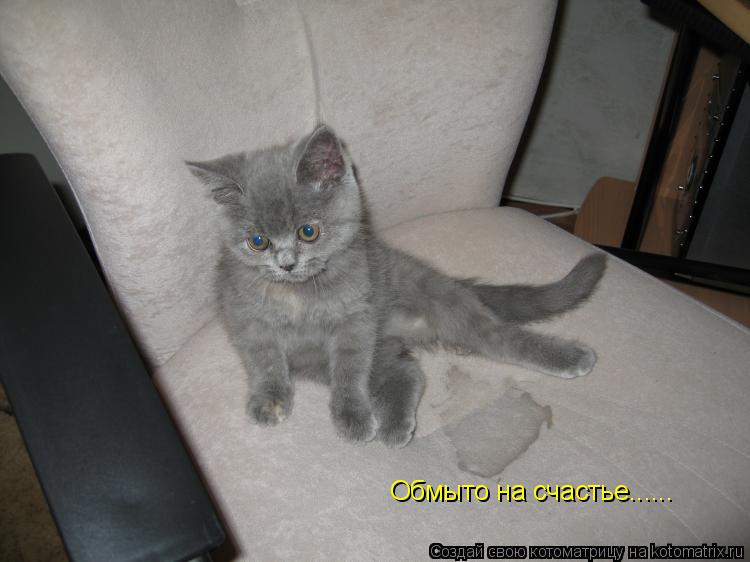 Обмыто на счастье......... Котоматрица: Обмыто на счастье......