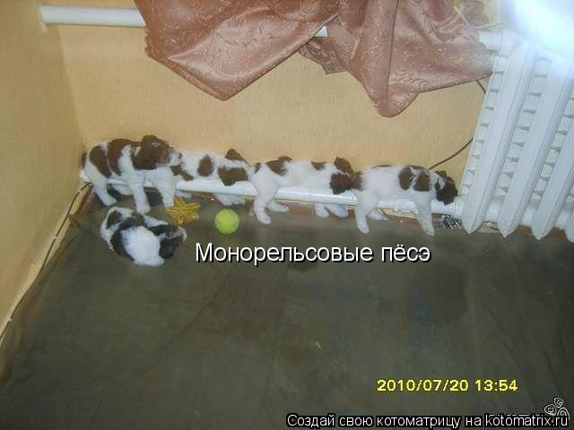 Монорельсовые пёсэ... Котоматрица: Монорельсовые пёсэ