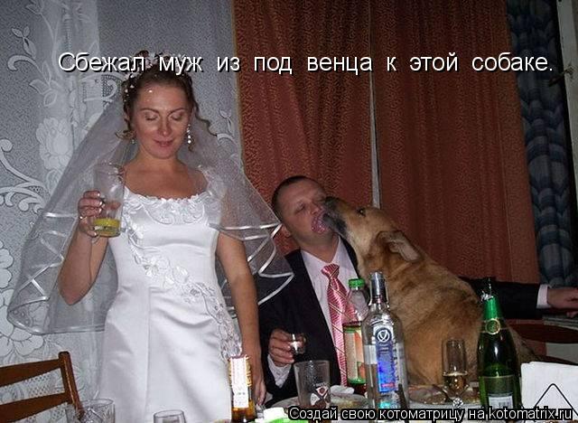Cбежал муж из под венца к этой собаке.... Котоматрица: Cбежал муж из под венца к этой собаке.