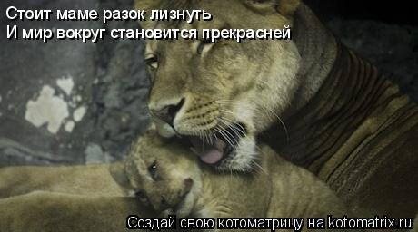 Котоматрица: Стоит маме разок лизнуть И мир вокруг становится прекрасней