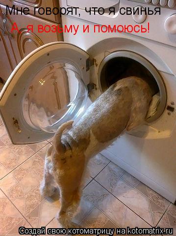 Котоматрица: Мне говорят, что я свинья А, я возьму и помоюсь!