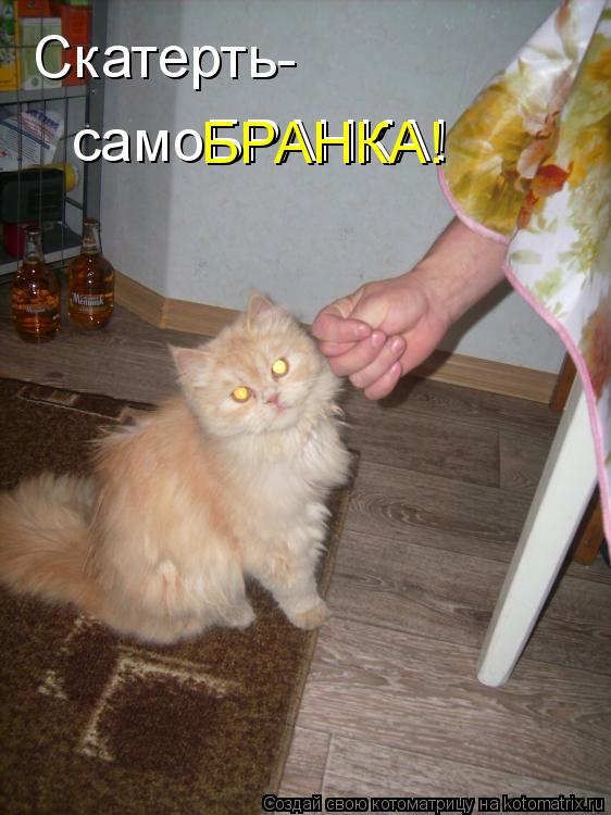 Скатерть- самоБРАНКА! БРАНКА!... Котоматрица: Скатерть- самоБРАНКА! БРАНКА!