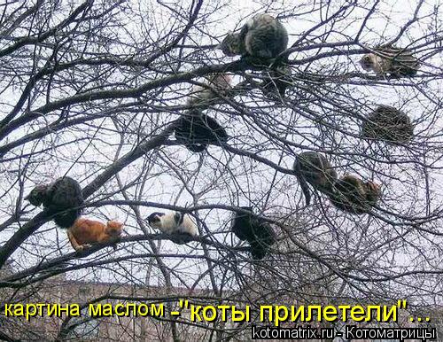 Котоматрица: картина маслом -"коты прилетели"...