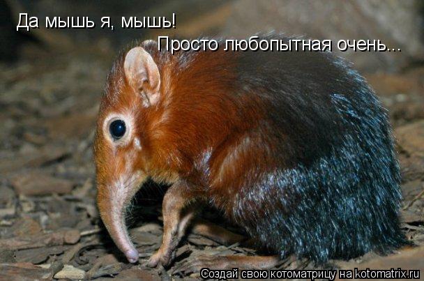 Котоматрица: Да мышь я, мышь! Просто любопытная очень...