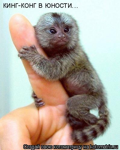 Котоматрица: кинг-конг в юности...