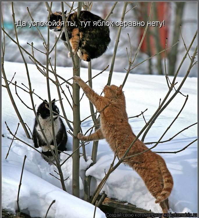 Котоматрица: -Да успокойся ты, тут яблок серавно нету!