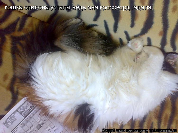 Котоматрица: кошка спит,она устала .ведь она кроссворд гадала .