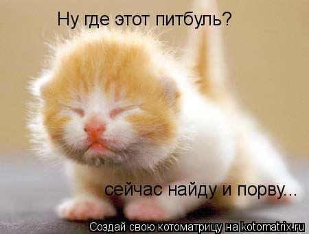 Котоматрица: Ну где этот питбуль?  сейчас найду и порву...
