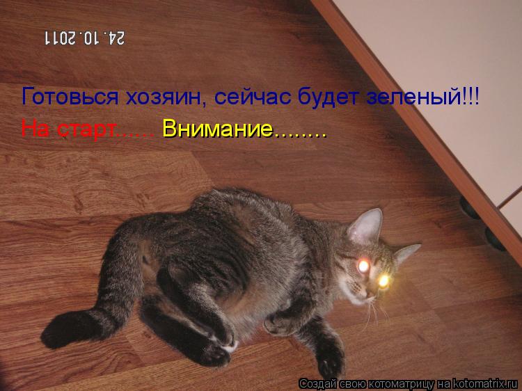 Котоматрица: Готовься хозяин, сейчас будет зеленый!!! На старт...... Внимание........