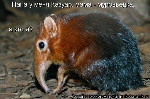 Котоматрица: Папа у меня Казуар, мама - муровьедка, а кто я?