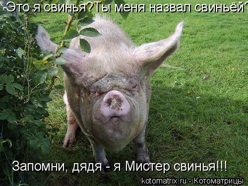 Котоматрица: -Это я свинья?Ты меня назвал свиньёй? Запомни, дядя - я Мистер свинья!!!