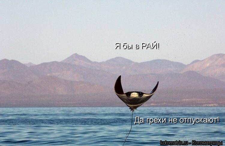 Котоматрица: Я бы в РАЙ! Да грехи не отпускают!