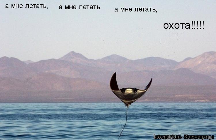 Котоматрица: а мне летать, а мне летать, а мне летать, охота!!!!!