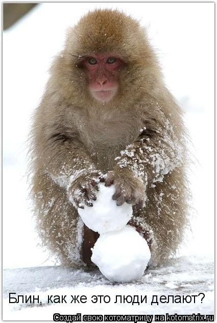 Котоматрица: Блин, как же это люди делают?