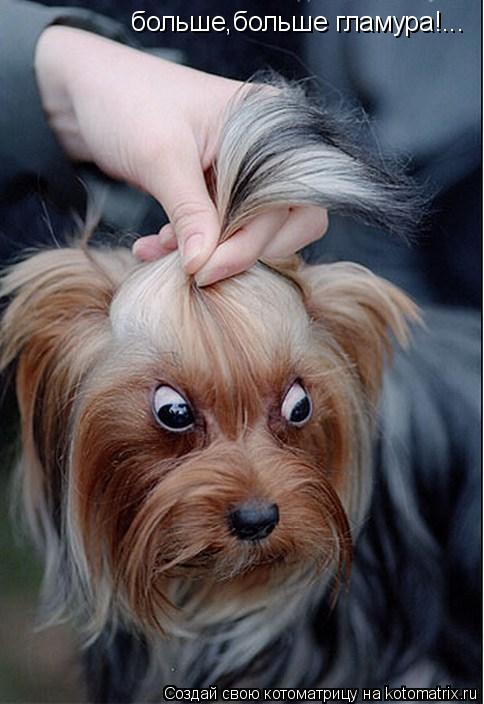 Котоматрица: больше,больше гламура!...