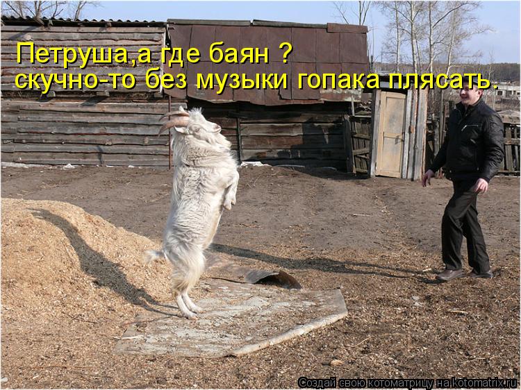 Котоматрица: Петруша,а где баян ?   скучно-то без музыки гопака плясать.