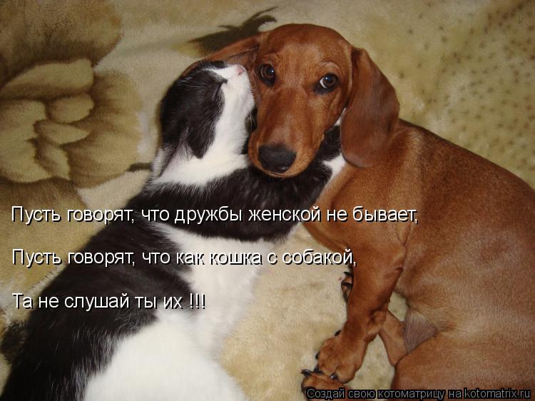 Котоматрица: Пусть говорят, что дружбы женской не бывает,  Пусть говорят, что как кошка с собакой, Та не слушай ты их !!!