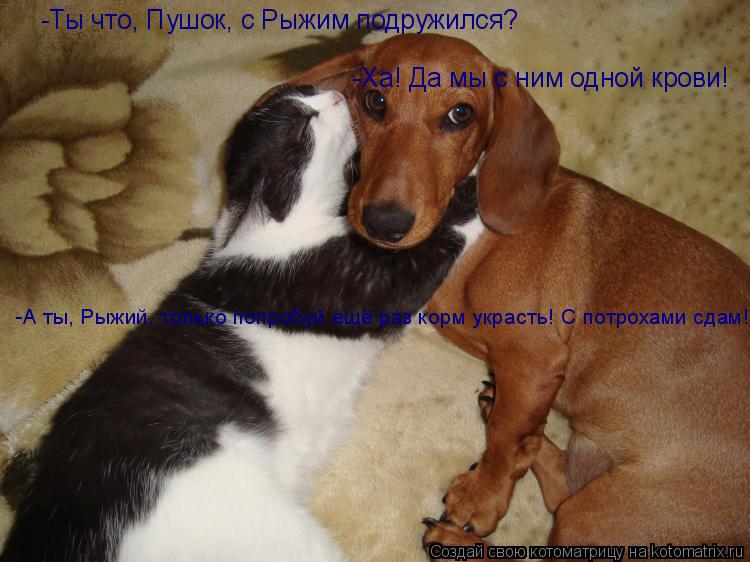Котоматрица: -Ты что, Пушок, с Рыжим подружился? -Ха! Да мы с ним одной крови! -А ты, Рыжий, только попробуй ещё раз корм украсть! С потрохами сдам!
