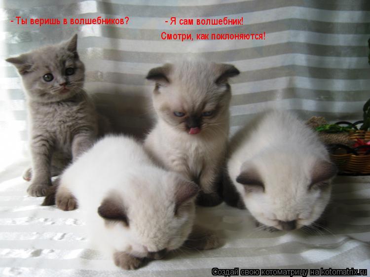 Котоматрица: - Я сам волшебник! Смотри, как поклоняются! - Ты веришь в волшебников?