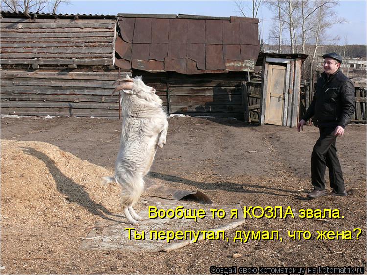 Котоматрица: Вообще то я КОЗЛА звала. Ты перепутал, думал, что жена?