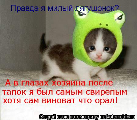 Котоматрица: Правда я милый лягушонок?  А в глазах хозяина после тапок я был самым свирепым хотя сам виноват что орал!