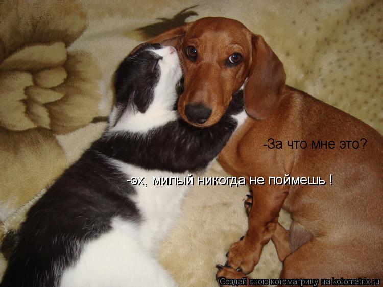 Котоматрица: -эх, милый никогда не поймешь ! -За что мне это?