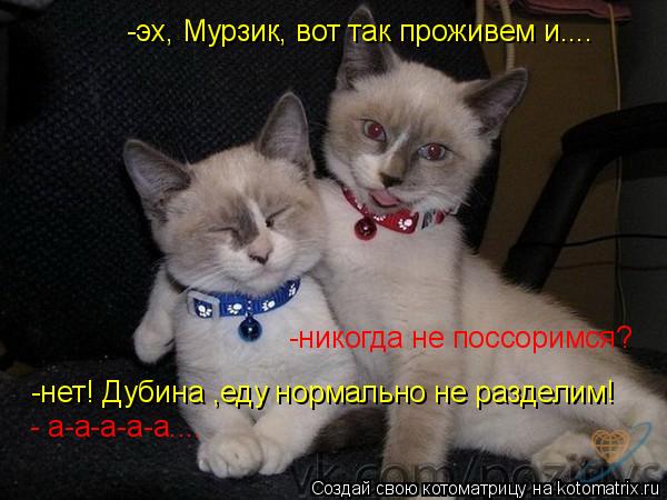 Котоматрица: -эх, Мурзик, вот так проживем и.... -никогда не поссоримся? -нет! Дубина ,еду нормально не разделим! - а-а-а-а-а....