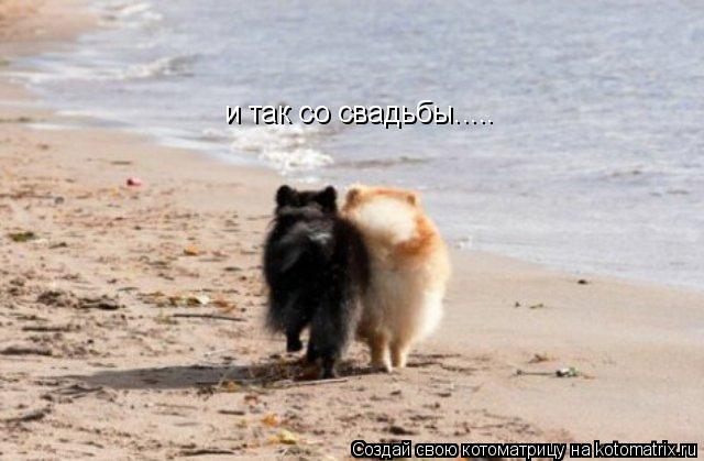 Котоматрица: и так со свадьбы.....