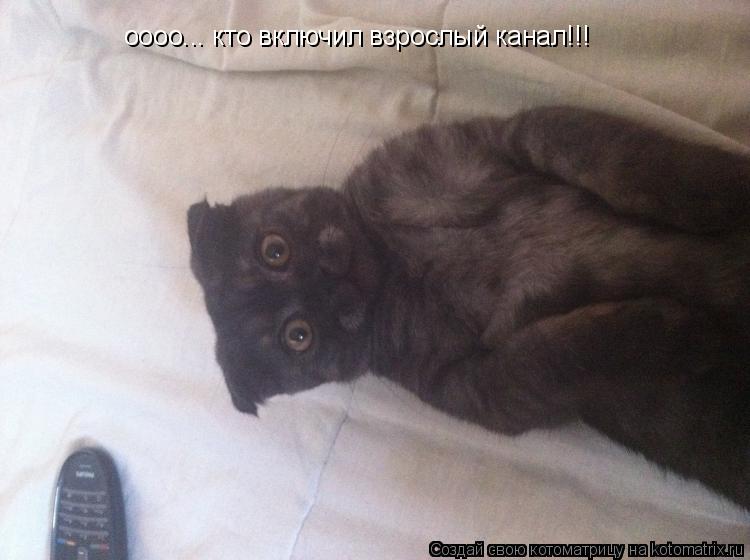 оооо... кто включил взрослый канал!!!... Котоматрица: оооо... кто включил взрослый канал!!!