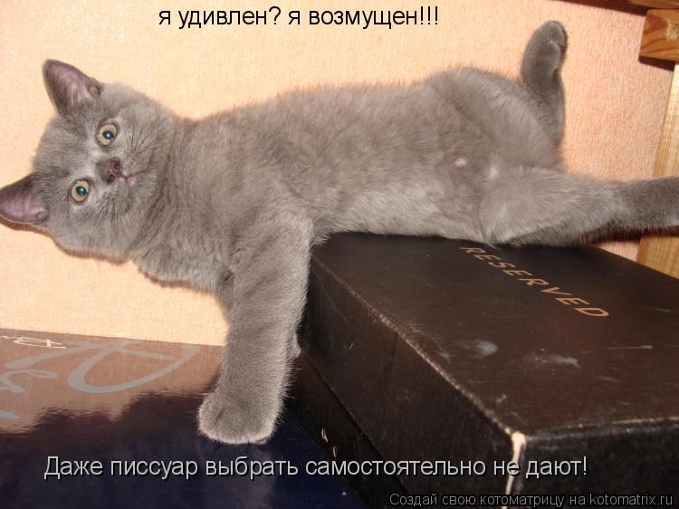 я удивлен? я возмущен!!! даже писсуар выбрать самостоятельно не дают! я удивлен? я возмущен!!! Даже п... Котоматрица: я удивлен? я возмущен!!! даже писсуар выбрать самостоятельно не дают! я удивлен? я возмущен!!! Даже писсуар выбрать самостоятельно не дают!