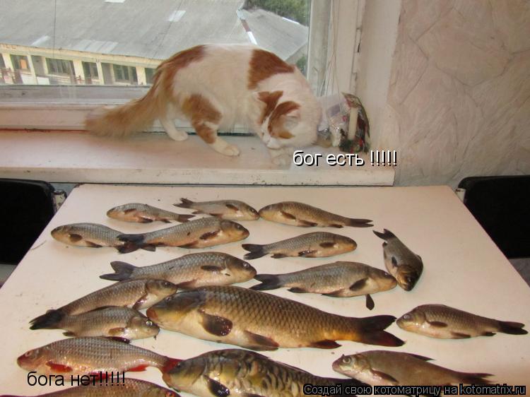 бог есть !!!!! бога нет!!!!!... Котоматрица: бог есть !!!!! бога нет!!!!!