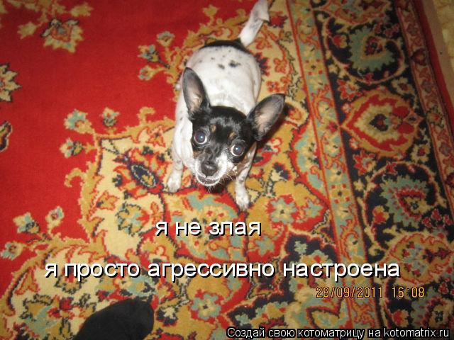 я не злая я просто агрессивно настроена я просто агрессивно настроена... Котоматрица: я не злая я просто агрессивно настроена я просто агрессивно настроена