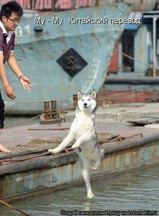 Му - Му. Китайский перевод.... Котоматрица: Му - Му. Китайский перевод.