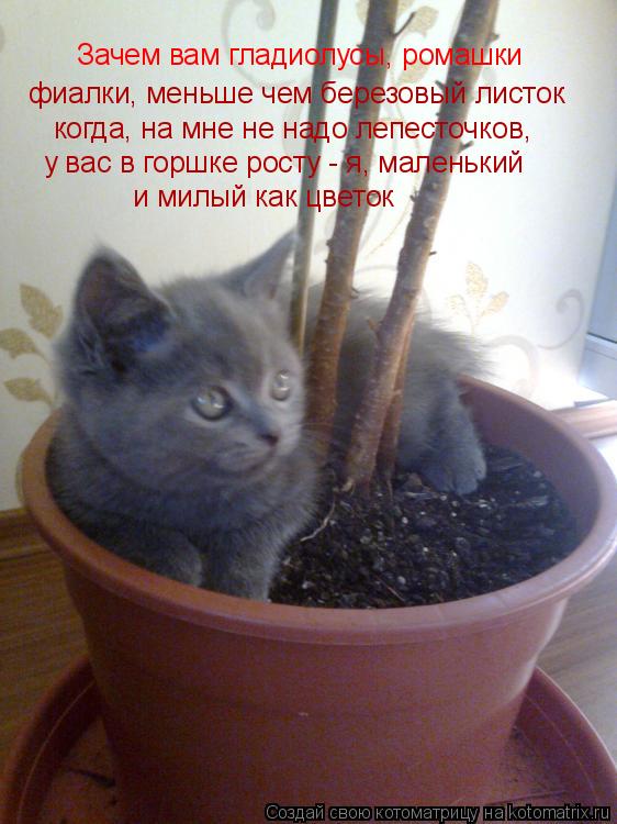 Зачем вам гладиолусы, ромашки фиалки, меньше чем березовый листок когда, на мне не надо лепесточков, ... Котоматрица: Зачем вам гладиолусы, ромашки фиалки, меньше чем березовый листок когда, на мне не надо лепесточков, у вас в горшке росту - я, маленький и мил