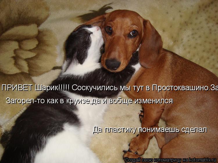 ПРИВЕТ Шарик!!!!! Соскучились мы тут в Простоквашино.Загорел-то как в Загорел-то как в круизе,да и в... Котоматрица: ПРИВЕТ Шарик!!!!! Соскучились мы тут в Простоквашино.Загорел-то как в Загорел-то как в круизе,да и вобще изменился Да пластику понимаешь сдел