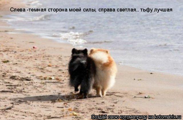 Слева -темная сторона моей силы, справа светлая.. тьфу лучшая... Котоматрица: Слева -темная сторона моей силы, справа светлая.. тьфу лучшая