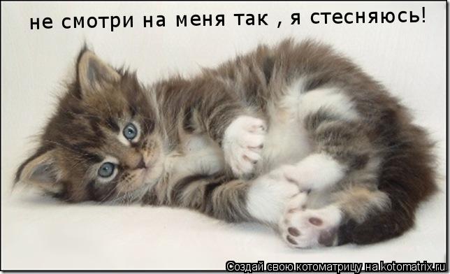 Котоматрица: не смотри на меня так , я стесняюсь!