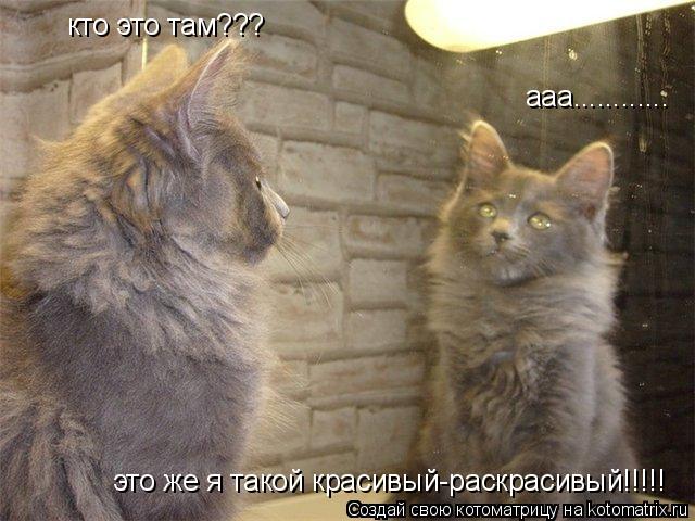 Котоматрица: аааа кто это там??? ааа............ ааа............ это же я такой красивый-раскрасивый!!!!!