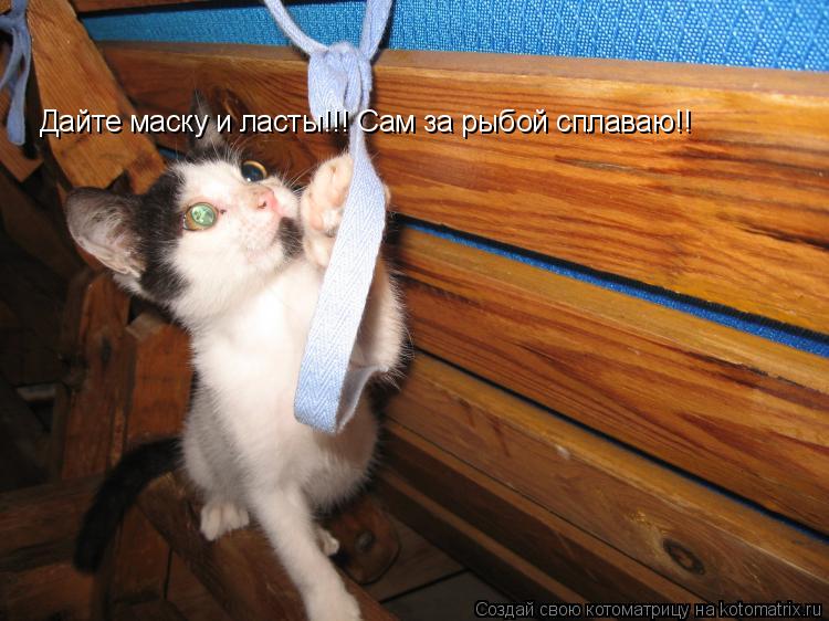Котоматрица: Дайте маску и ласты!!! Сам за рыбой сплаваю!!