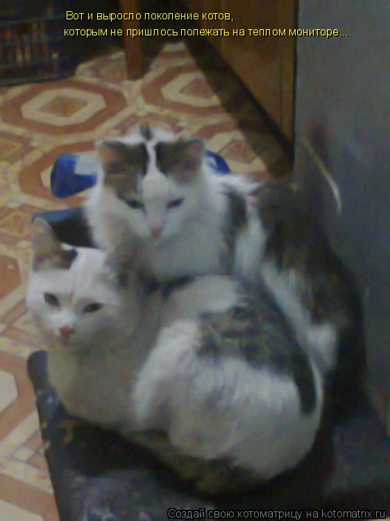 Котоматрица: Вот и выросло поколение котов, которым не пришлось полежать на теплом мониторе...