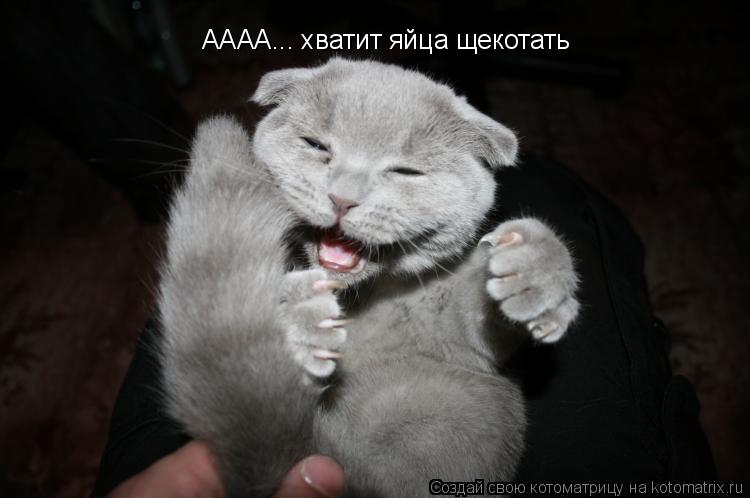 Котоматрица: АААА... хватит яйца щекотать