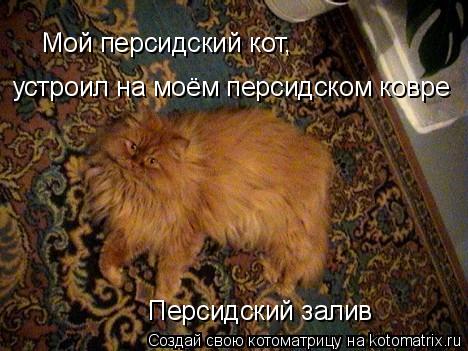 Котоматрица: Мой персидский кот, устроил на моём персидском ковре Персидский залив