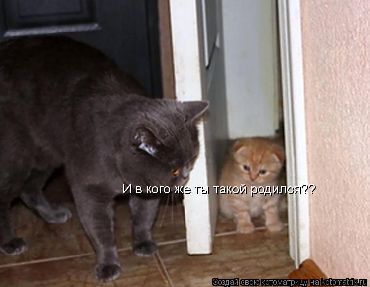 Котоматрица: И в кого же ты такой родился??