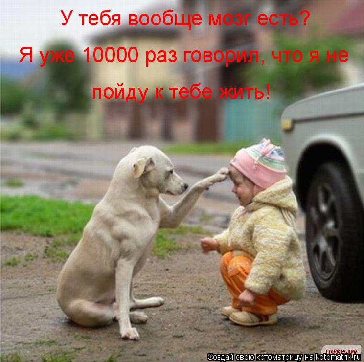 Котоматрица: У тебя вообще мозг есть? Я уже 10000 раз говорил, что я не пойду к тебе жить!
