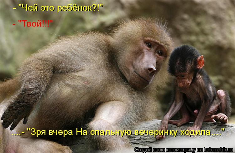 Котоматрица: - "Чей это ребёнок?!" - "Твой!!!" ....- "Зря вчера На спальную вечеринку ходила...."
