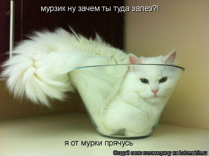 Котоматрица: мурзик ну зачем ты туда залез?! я от мурки прячусь