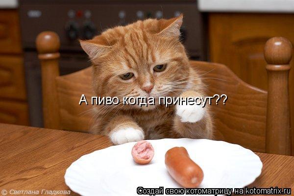 Котоматрица: А пиво когда принесут??